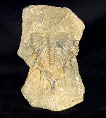 Psychopyge termierorum MORZADEC 2001 - Bild &copy; FossNet FossilienStore